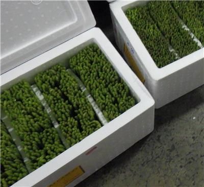 泰國出口「綠蘆筍」農藥殘留含量不符規定。（圖／取自食藥署）