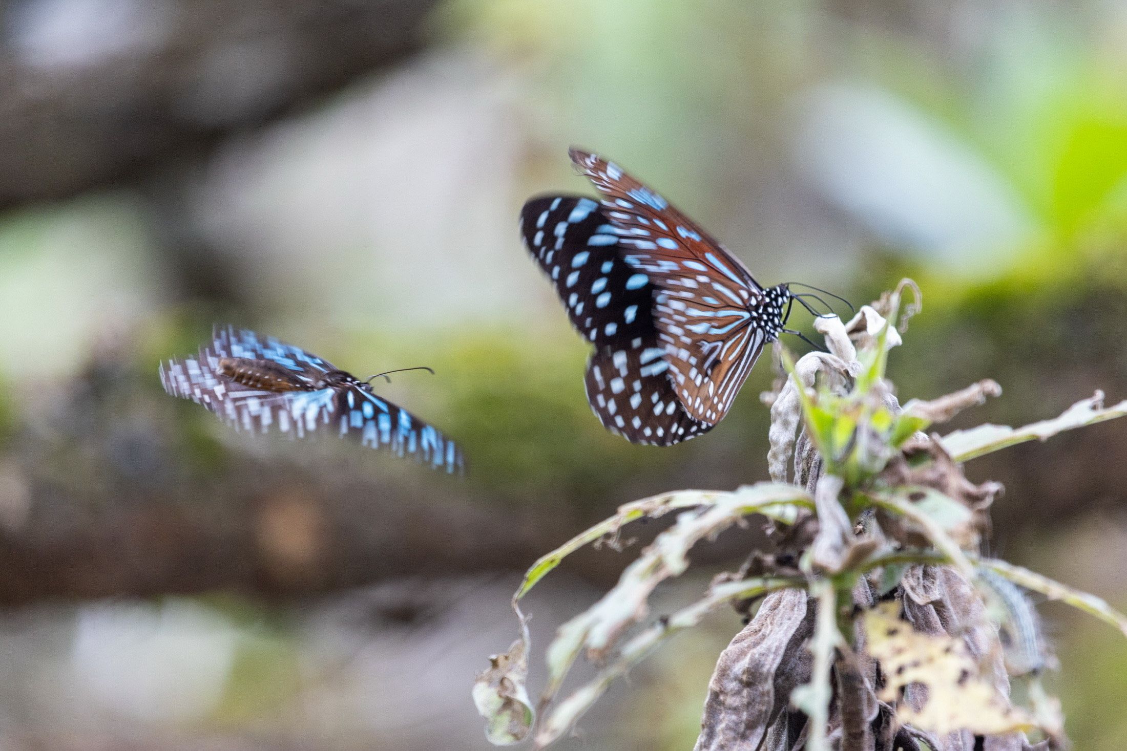 天成逸旅-蝴蝶谷坐落於花蓮縣瑞穗鄉的富源國家森林遊樂區內，為天成飯店集團首度農業部林業及自然保育署攜手合作，以永續、生態、度假為核心理念共同打造的全新自然旅宿。（圖/天成逸旅-蝴蝶谷提供）
