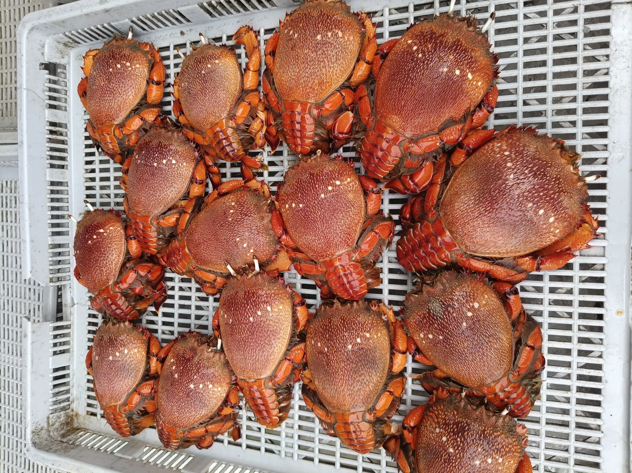 旭蟹。（圖／翻攝自臉書粉專巧海鮮 澎湖產地直送）