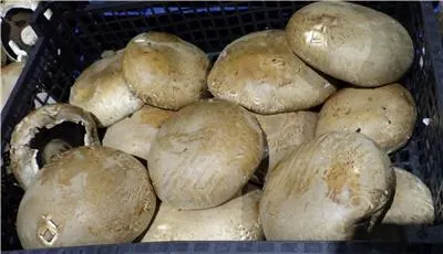 荷蘭出口「新鮮波特菇」農藥殘留含量不符規定。（圖／取自食藥署）