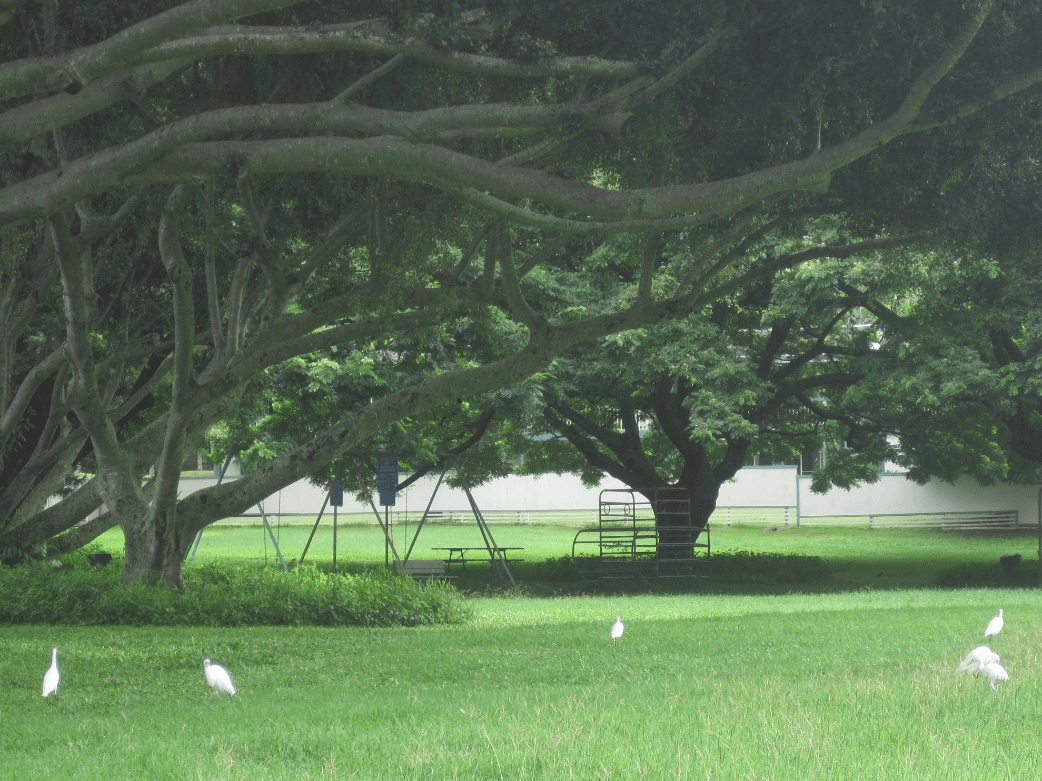 牠們像是心中駐紮兩隊小兵。（攝影王育梅）