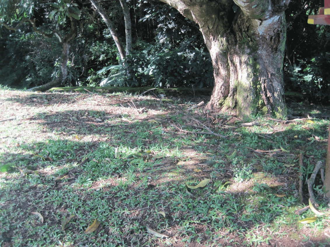 因為葉子不會說話，沒有聲音，我們所認為的理由都有可能是真的；但也有可能不是。（攝影王育梅）