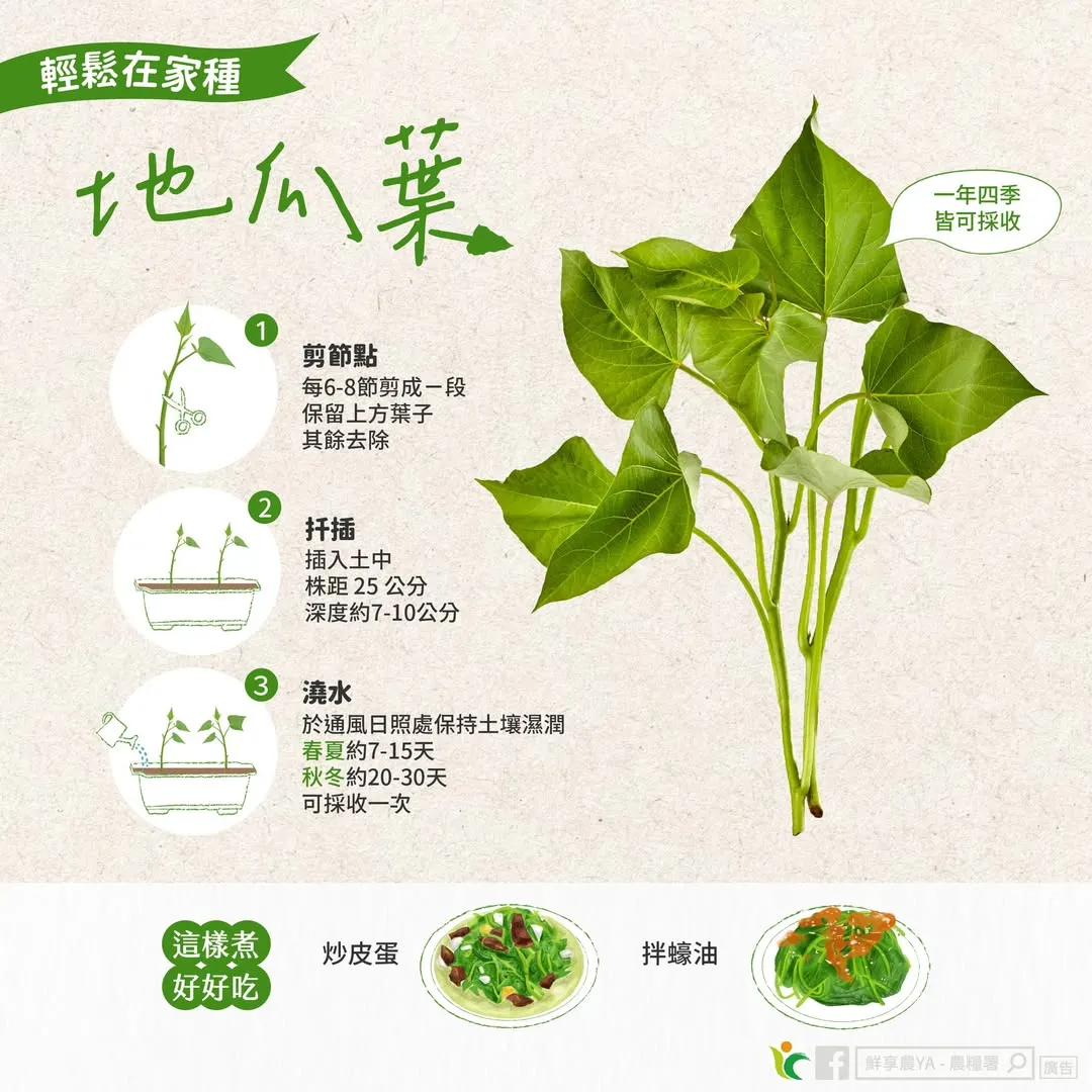 地瓜葉種植小撇步。（圖／取自鮮享農YA - 農糧署臉書粉專）