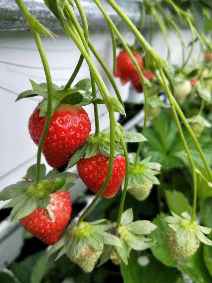 垂涎欲滴、果實累累的草莓總是吸引遊客們前往。（圖／臺北市政府產業局提供）