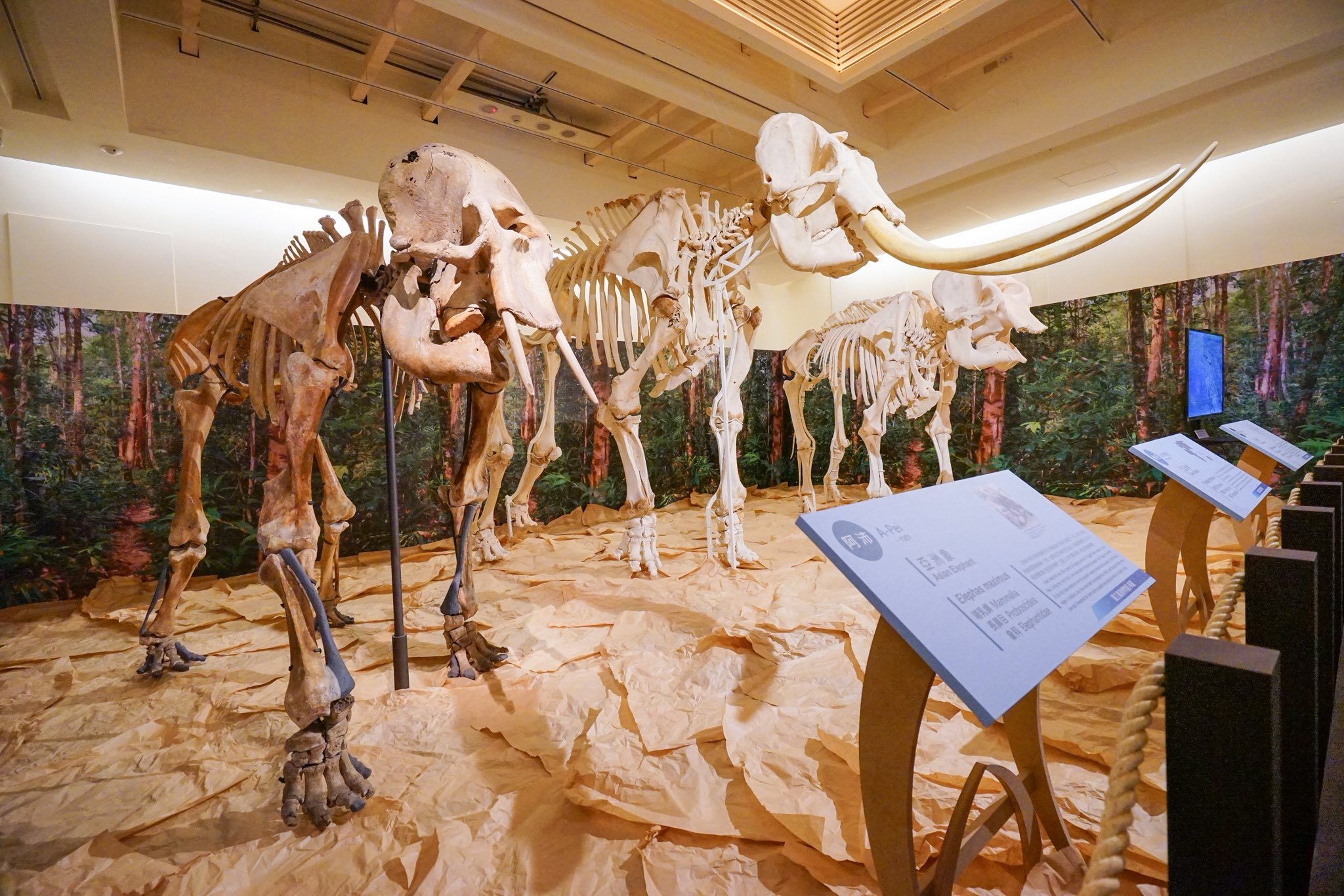 國立臺灣博物館。（圖／取自國立臺灣博物館 National Taiwan Museum）