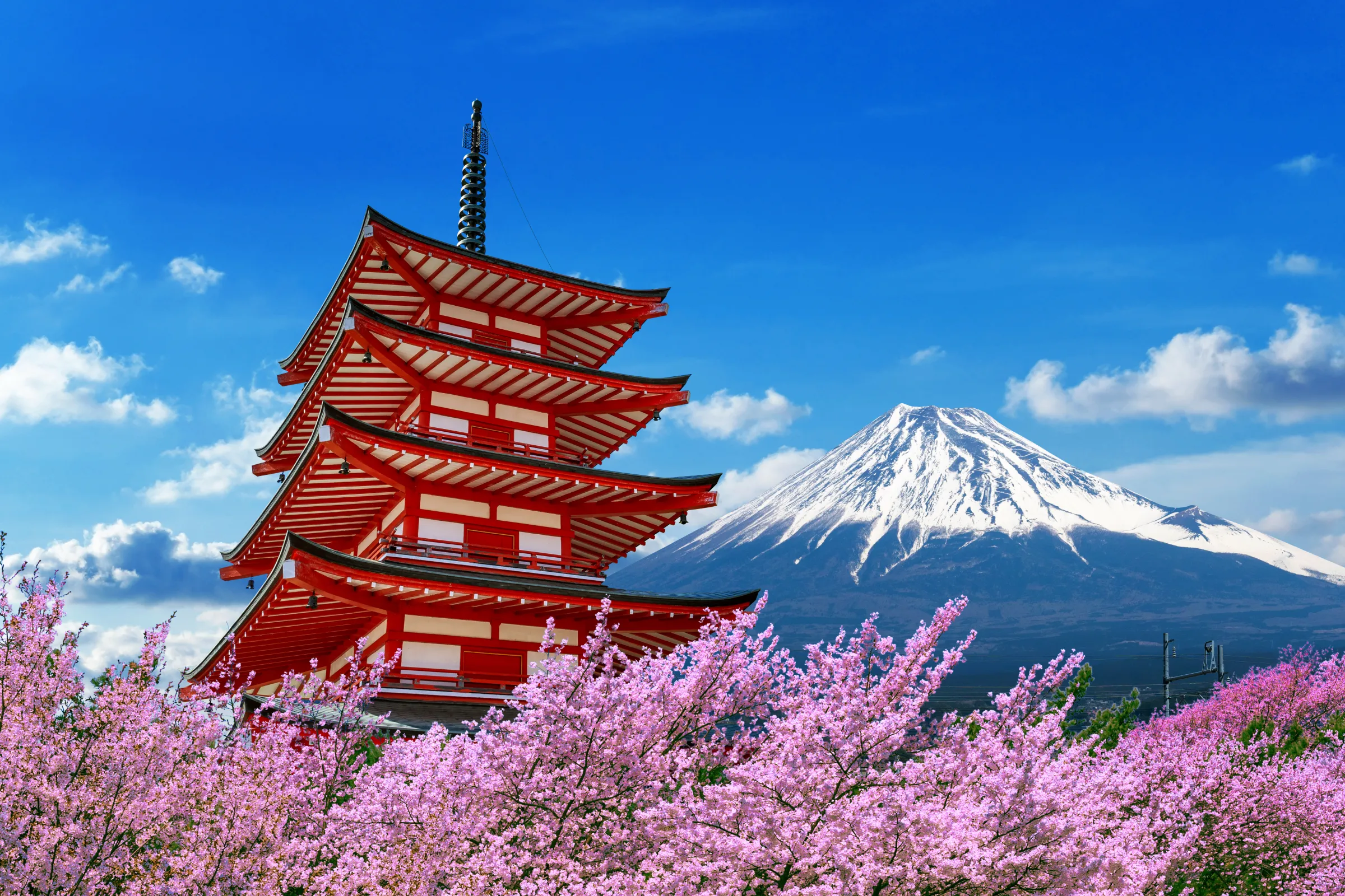 日本、櫻花（示意圖／取自freepik）