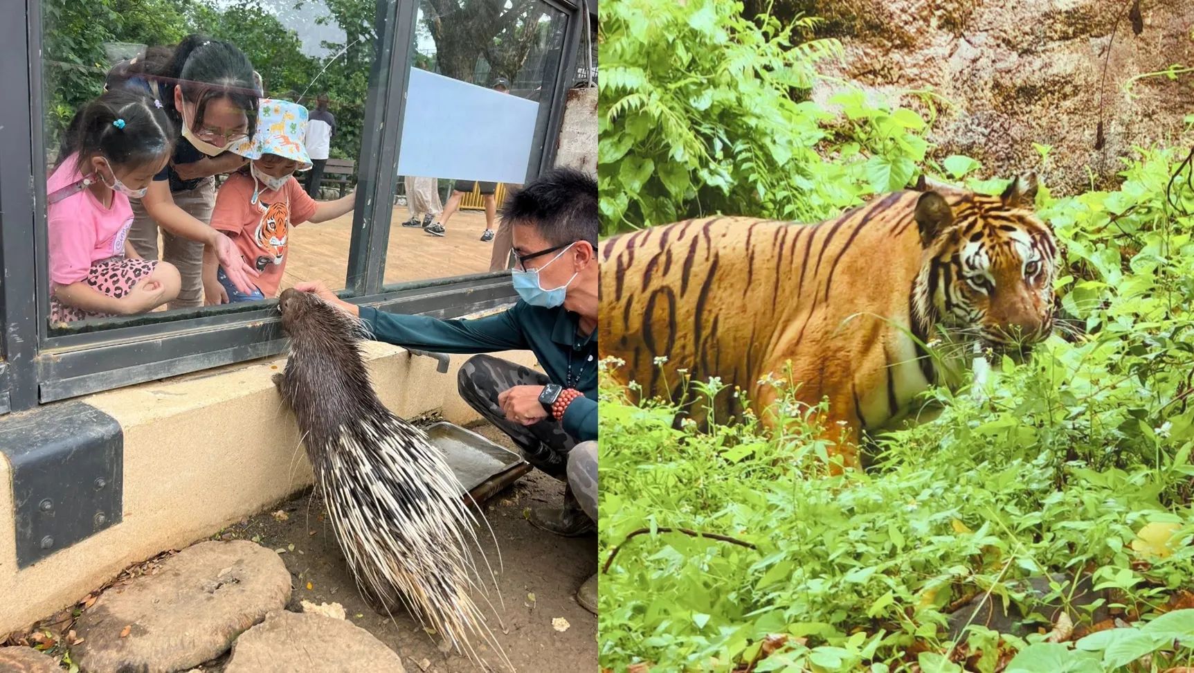 壽山動物園。（圖／取自Shou Shan Zoo 壽山動物園臉書）
