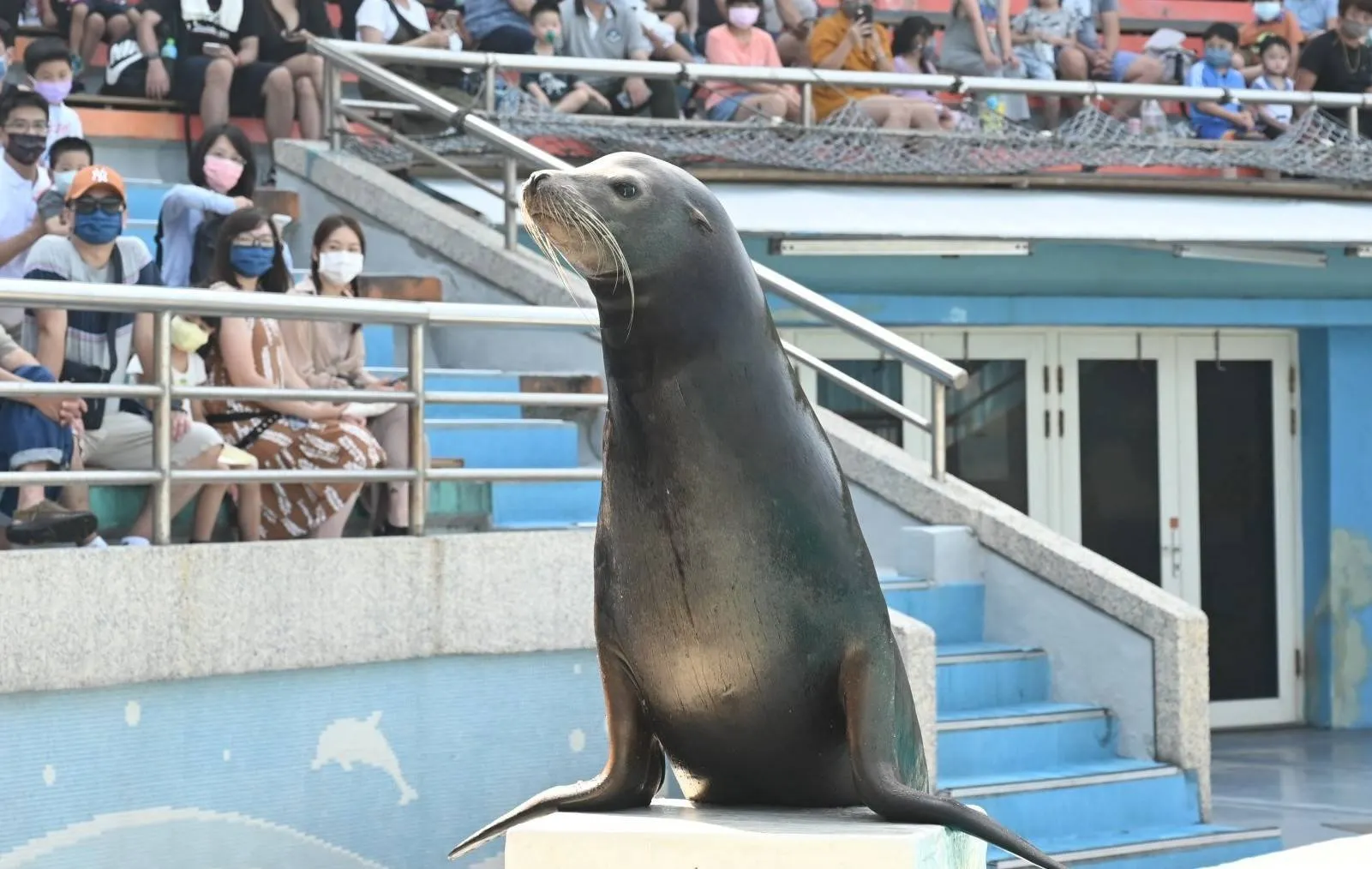 新北野柳海洋世界。（圖／取自野柳海洋世界臉書）