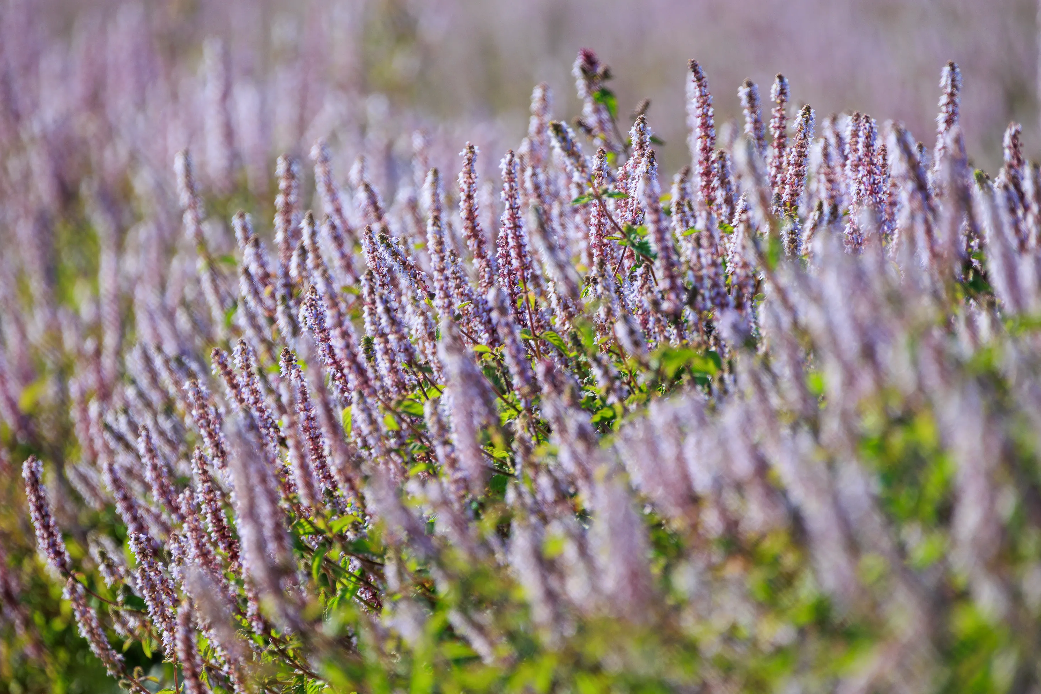 桃園秋冬最受矚目的花季盛典就在桃園仙草嘉年華，紫色花海如夢似幻，彷彿置身童話世界。（圖/桃園市政府提供）