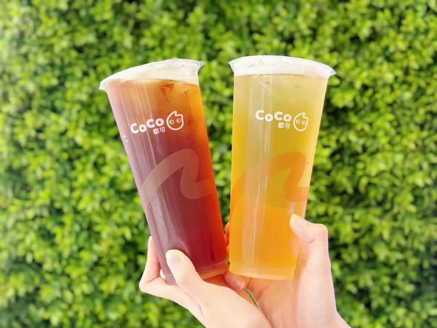 （圖／COCO都可提供）