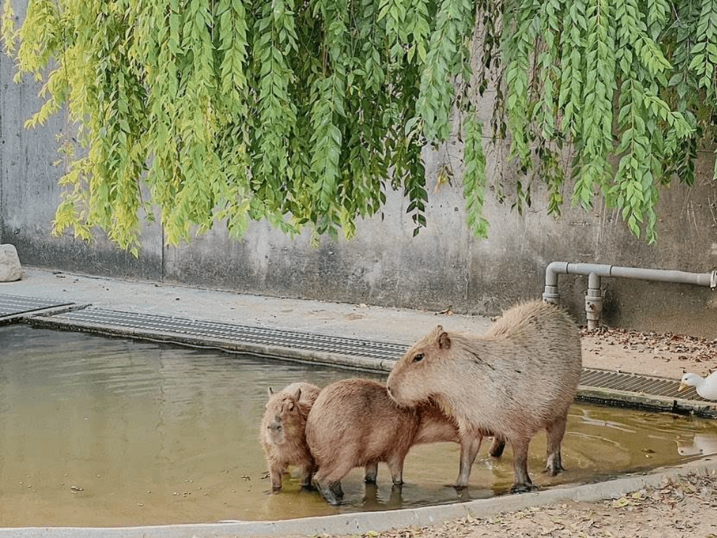 嘉義景點推薦：三隻小豬觀光農場。（圖／取自IG@jenn.1214）