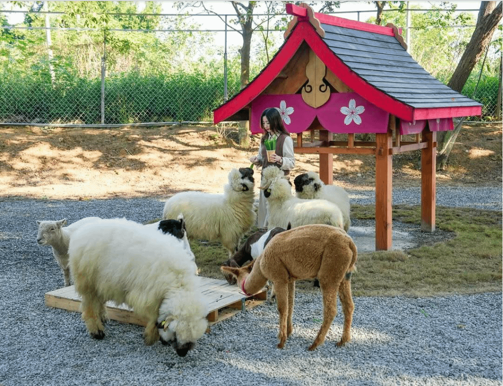 嘉義景點推薦：咩咩上樹萌寵樂園。（圖／取自IG@beckhamhong66）