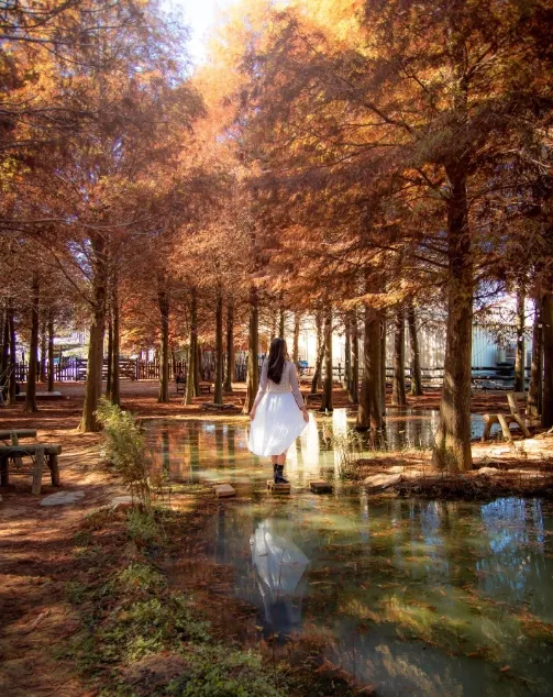 南投景點推薦｜139縣道落羽松（圖／IG@syl.vialife授權分享）