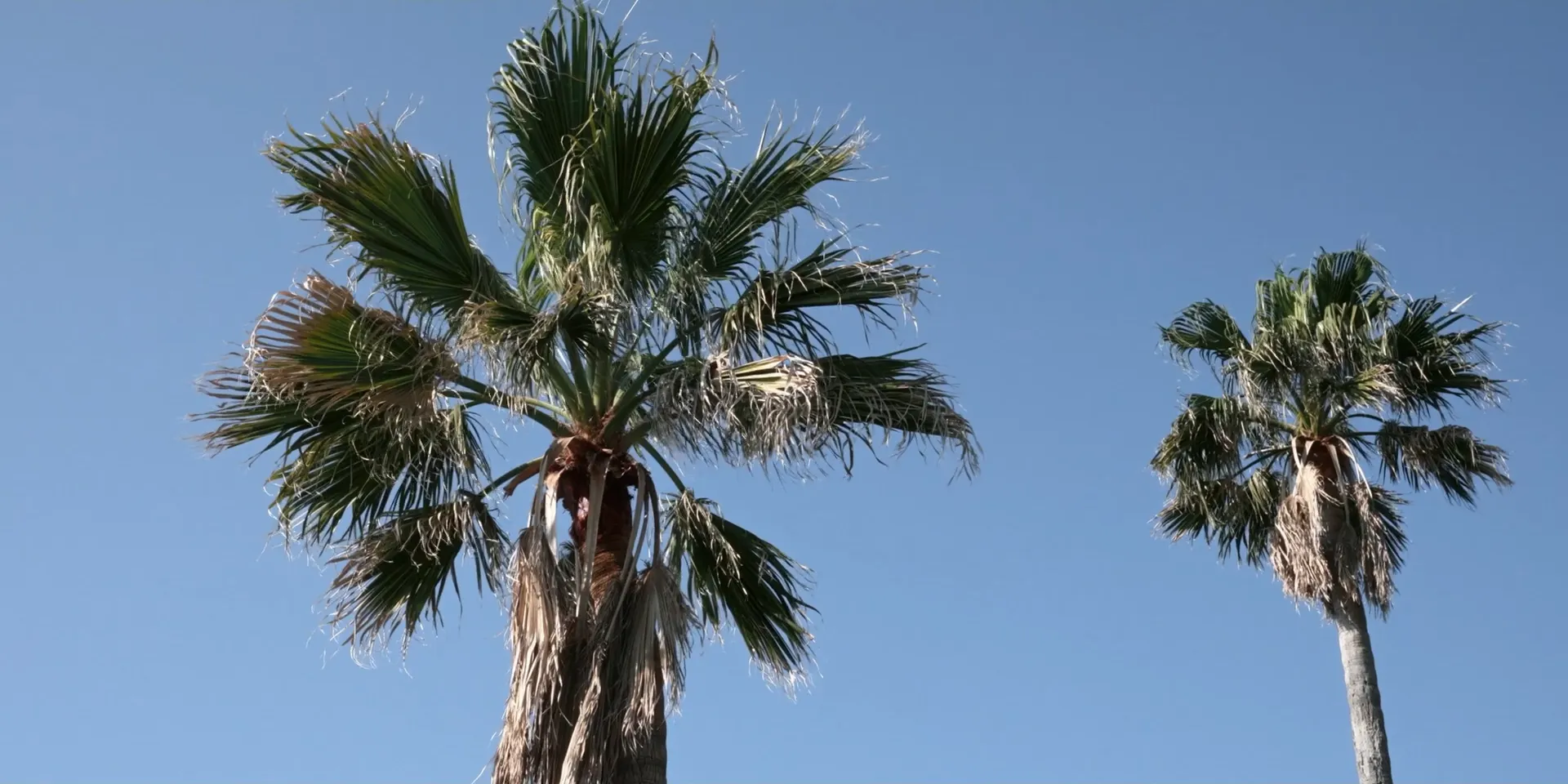 杜杰（ドゥ・ジエ）監督の長編デビュー作『椰子の高さ』が、主演ビジュアルやキャスト・監督コメント、クラウドファンディング情報の解禁とともに、2026年2月6日からアップリンク吉祥寺ほか全国で順次公開されることが決定した。株式会社 ギークピクチュアズ