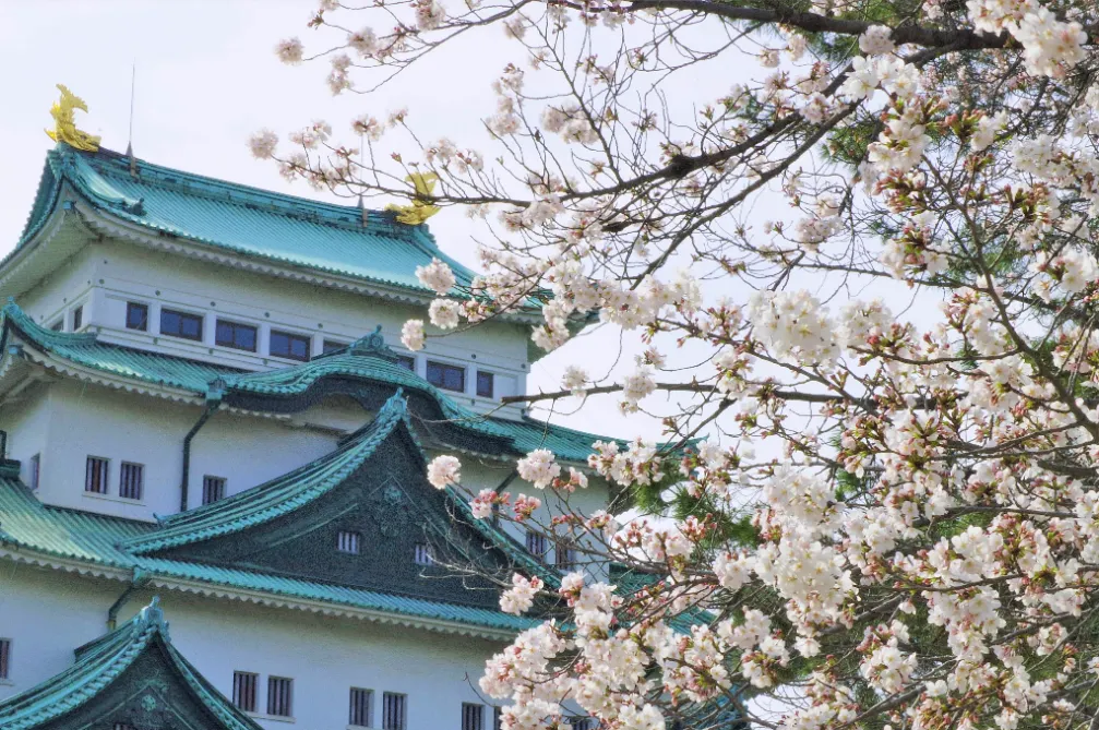 名古屋景點推薦：名古屋城。（圖／取自X@CityNagoyajo）