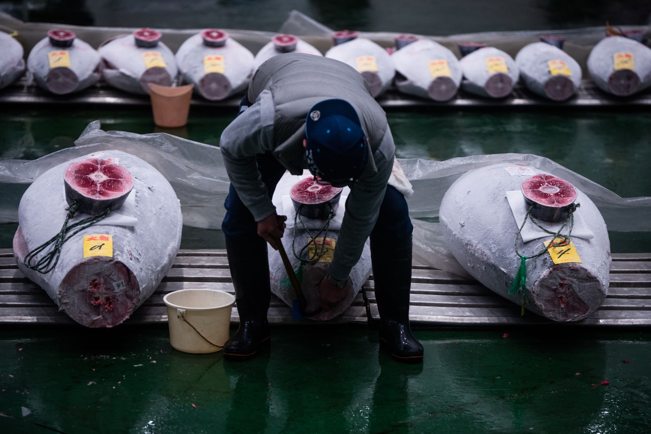 2026年1月5日，日本東京豐洲市場的新年鮪魚拍賣會。（美聯社）