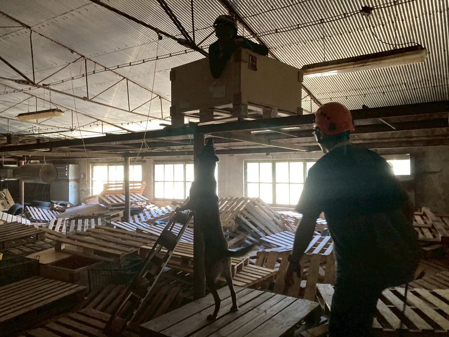 圖說：平常搜救犬在模擬災害現場與昏暗場景中訓練，Aqua 倚著本能與訓練在層層棧板間拉高身體確認氣味，領犬員則在一旁掌握路線與安全進行搜救行動。（圖／新北市政府消防局提供）