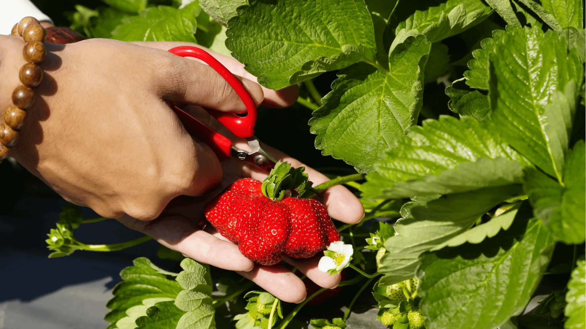 全台採草莓十大熱門產地Top 9：南投。（圖／取自張嘉哲臉書粉專）