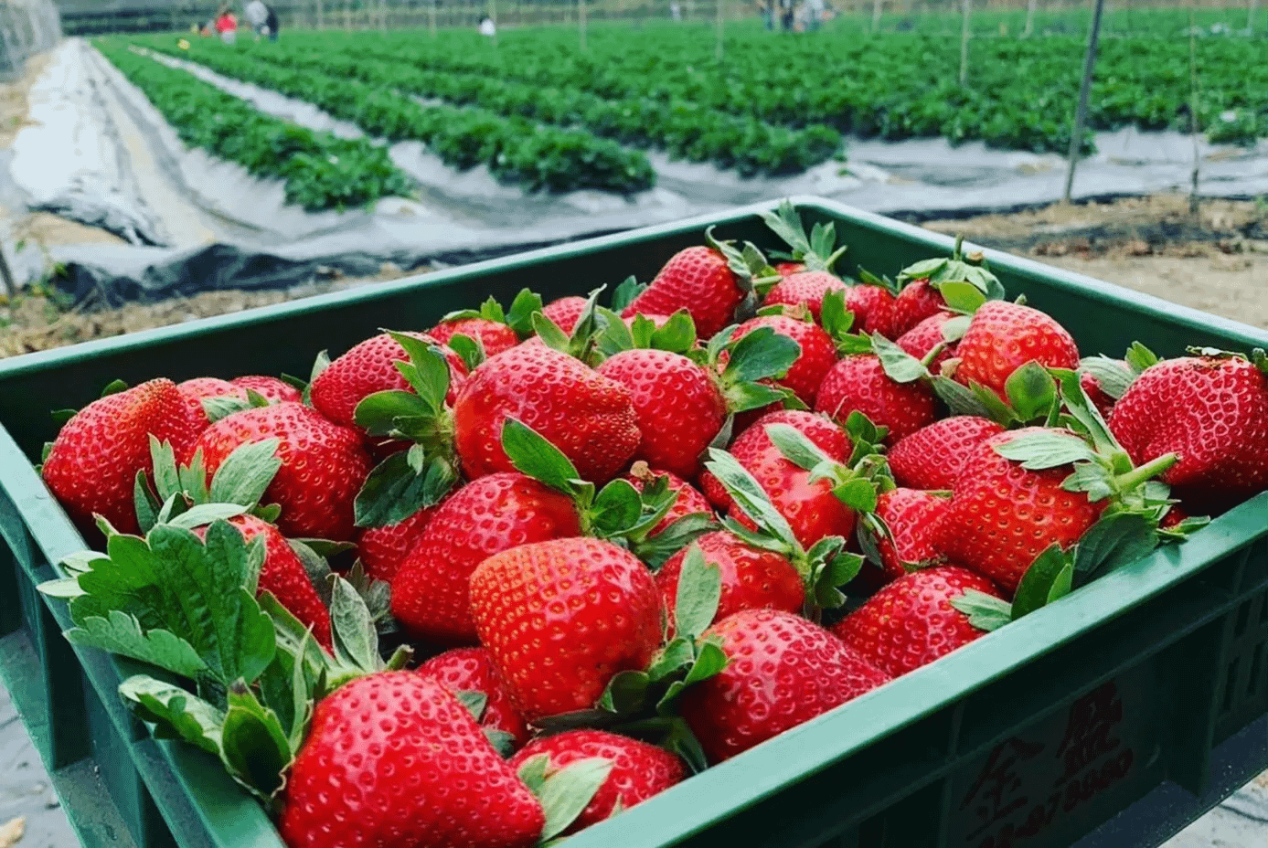 全台採草莓十大熱門產地Top 10：高雄。（圖／取自大崗山觀光草莓園臉書粉專）