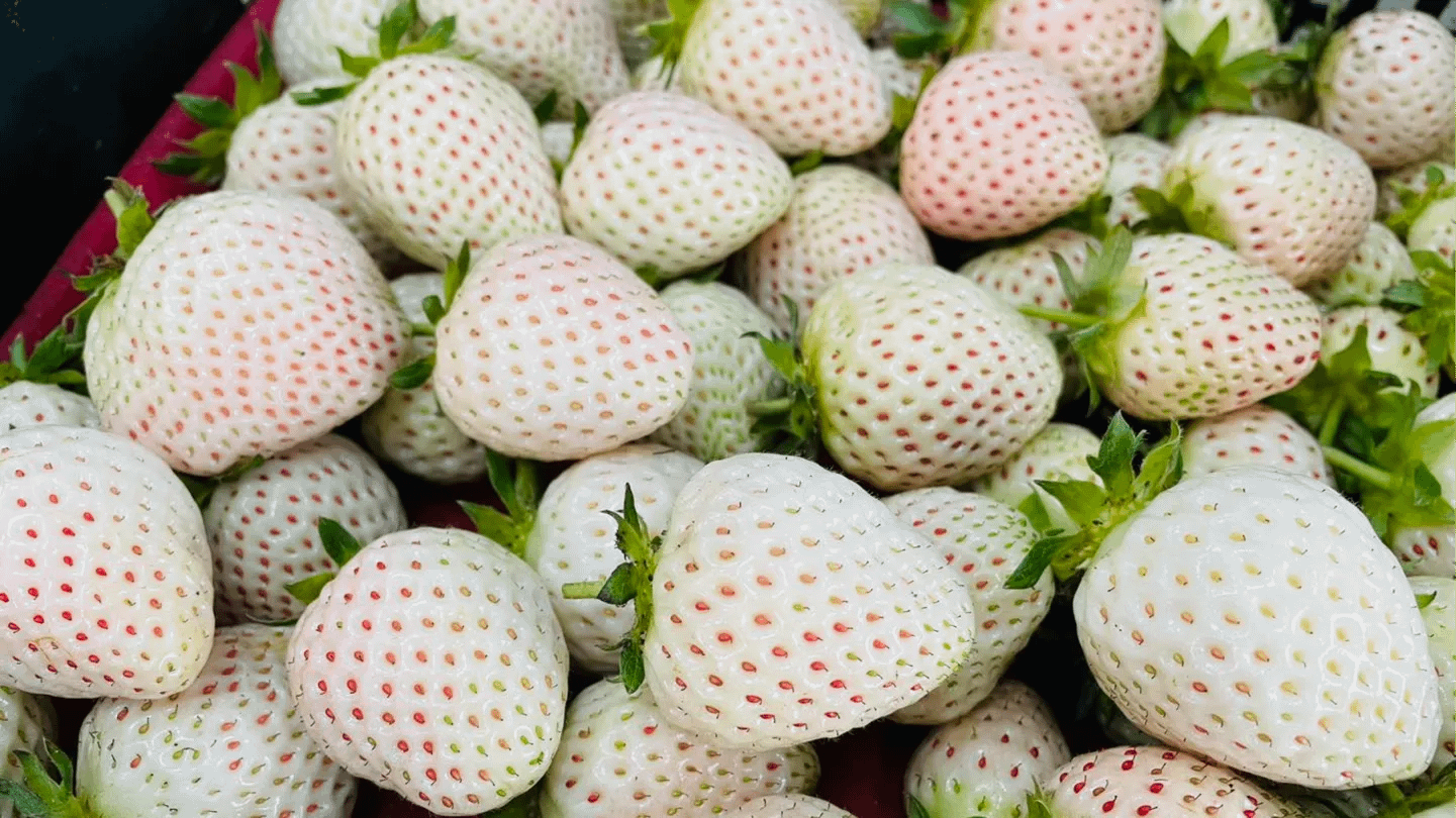 全台採草莓十大熱門產地Top 3：台中。（圖／取自草莓世界臉書粉專）