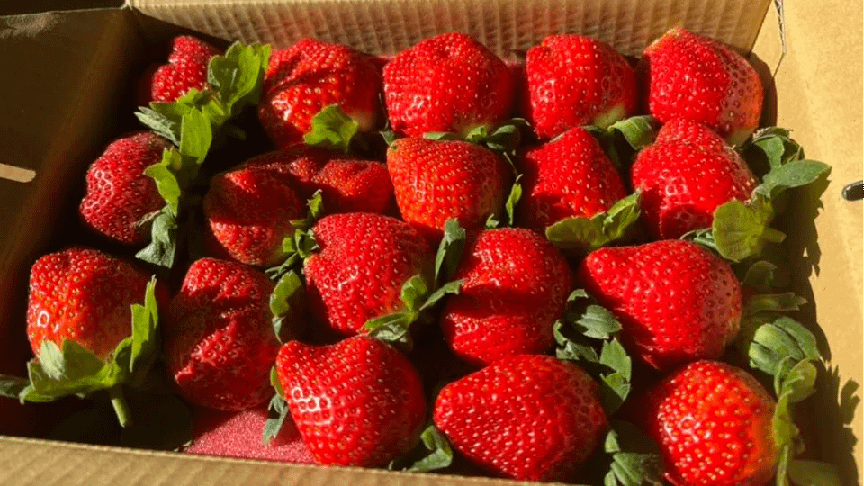 全台採草莓十大熱門產地Top 1：苗栗。（圖／取自山之戀高架草莓園臉書粉專）