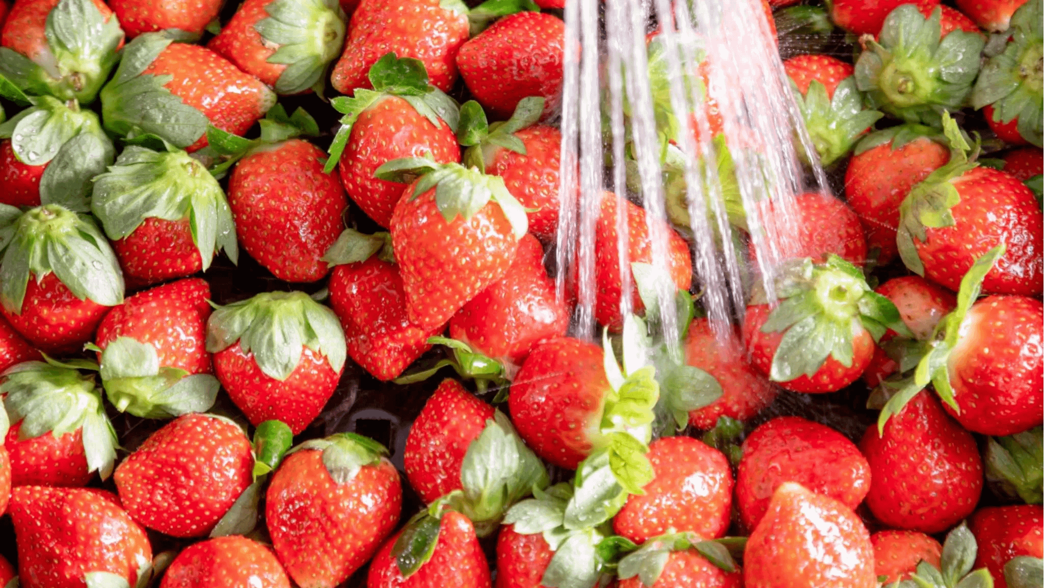 全台採草莓十大熱門產地Top 7：雲林（圖／取自福家草莓（雲林在地草莓園）草莓大福專賣店臉書粉專）