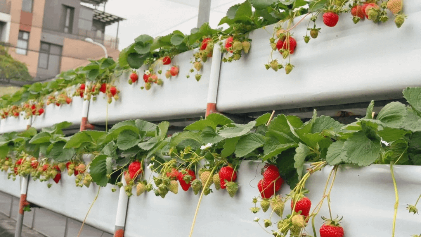 全台採草莓十大熱門產地Top 5：新竹。（圖／取自親親果農場臉書粉專）