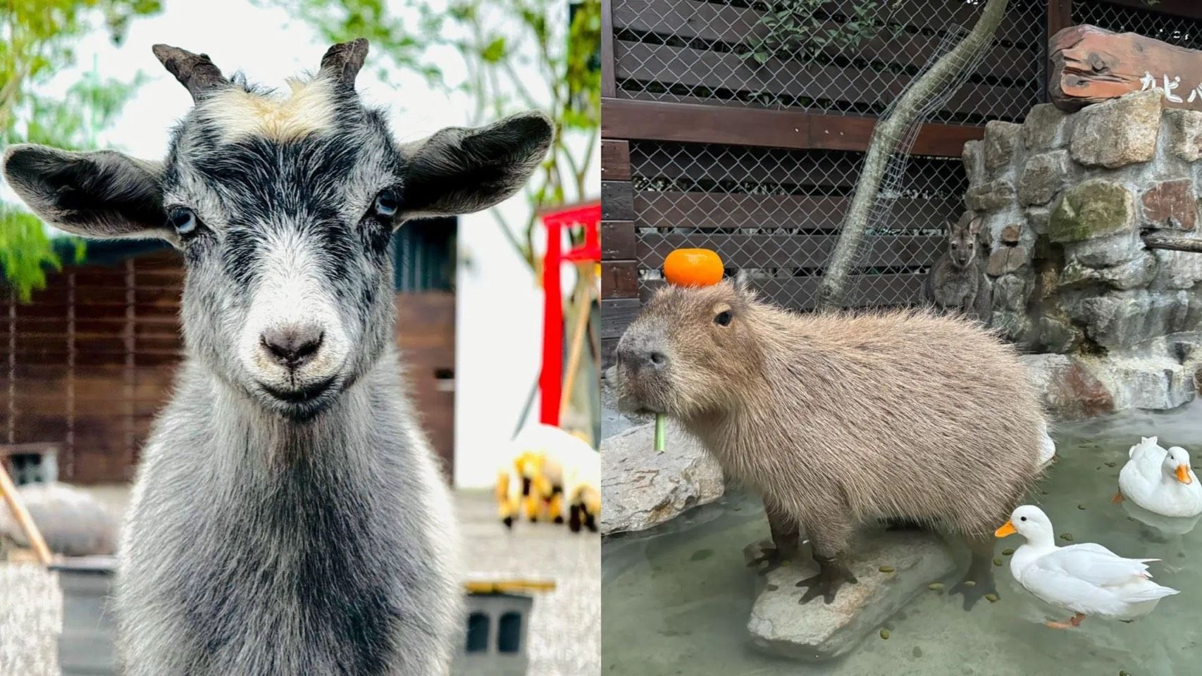 張美阿嬤農場。（圖／翻攝自臉書「張美阿嬤農場（月森甯手作工坊）」）