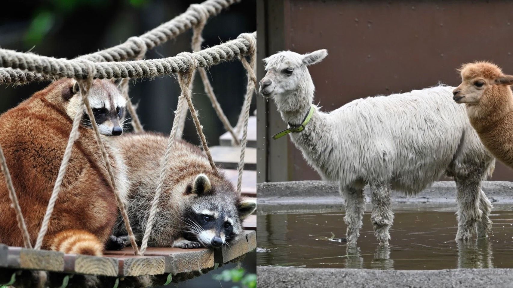 新光兆豐休閒農場。（圖／翻攝自臉書「新光兆豐休閒農場-拓村泉旅」）