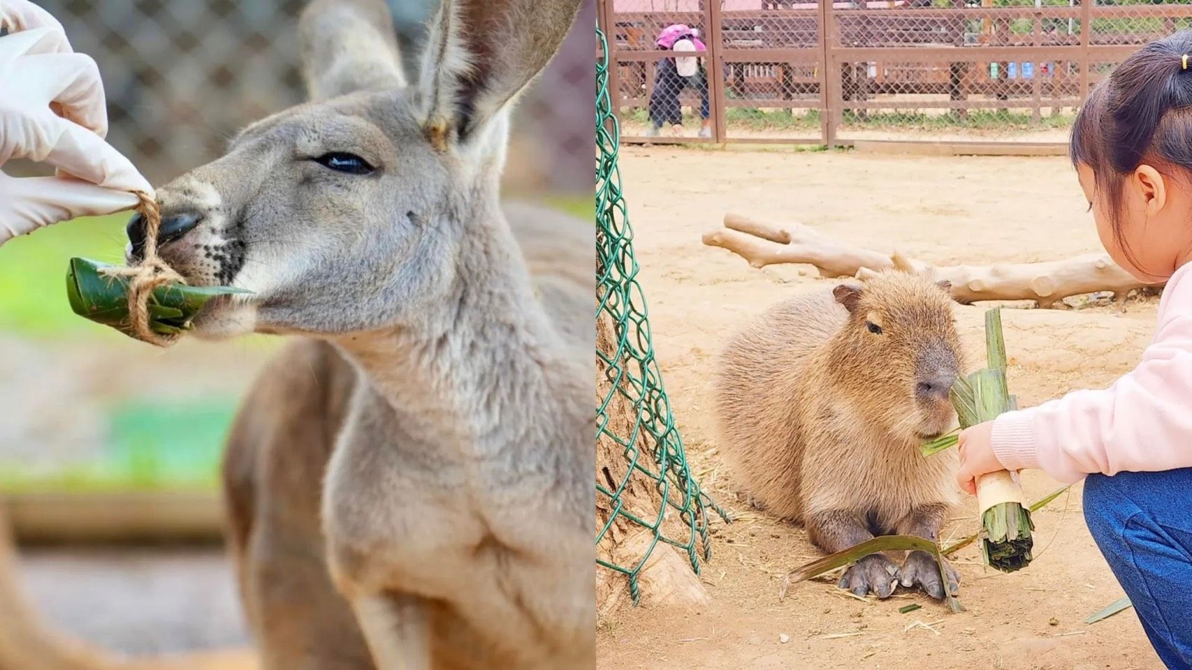 埔心牧場。（圖／翻攝自臉書「埔心牧場」）