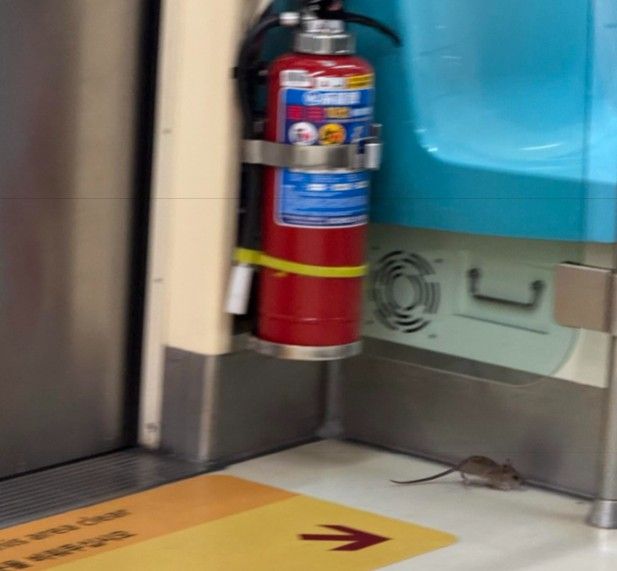 民眾1月23日搭乘北捷松山新店線驚見老鼠出沒。（圖／取自Threads@kyeh318）