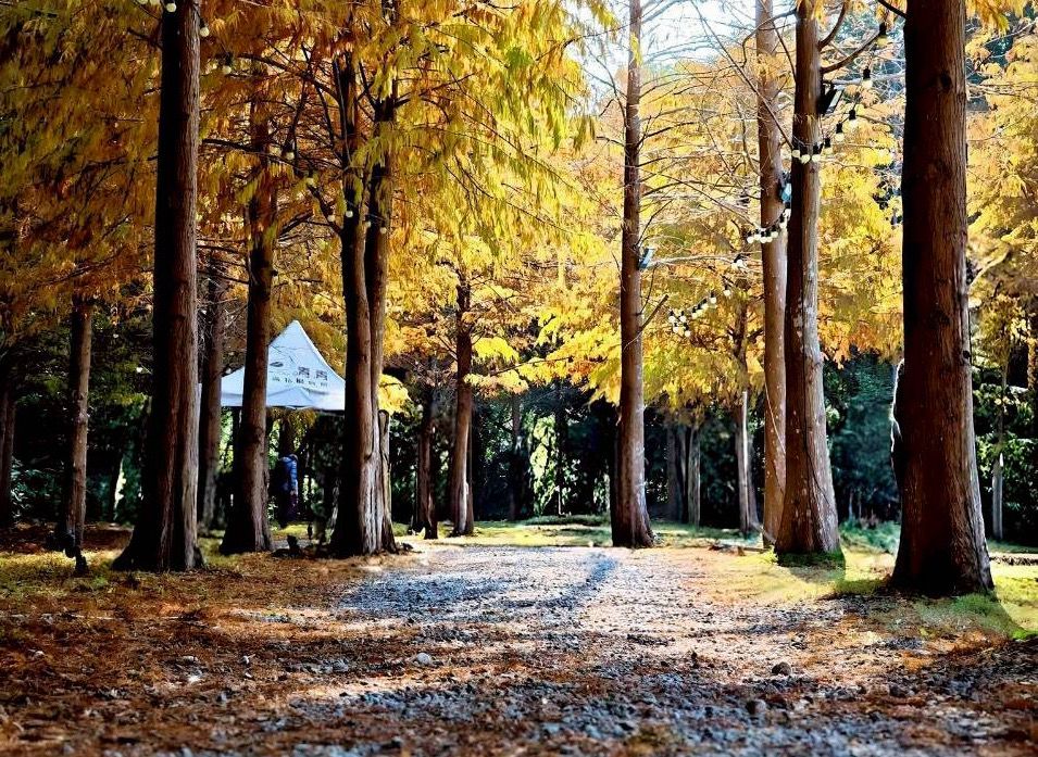 青青食尚花園會館園區落羽松林道金黃成蔭，成為春節走春拍照與休憩熱門景點。（圖/青青食尚花園會館提供）