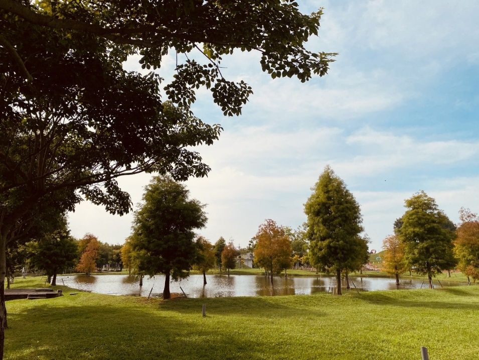到后里環保公園除了花海還可以看到落羽松區形成如詩如畫的美景。(圖/台中市政府)