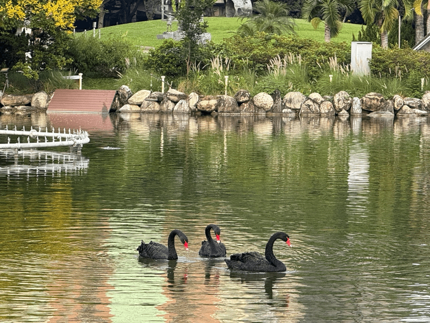 后里環保公園即將迎來神秘嬌客-黑天鵝。(圖/台中市政府)