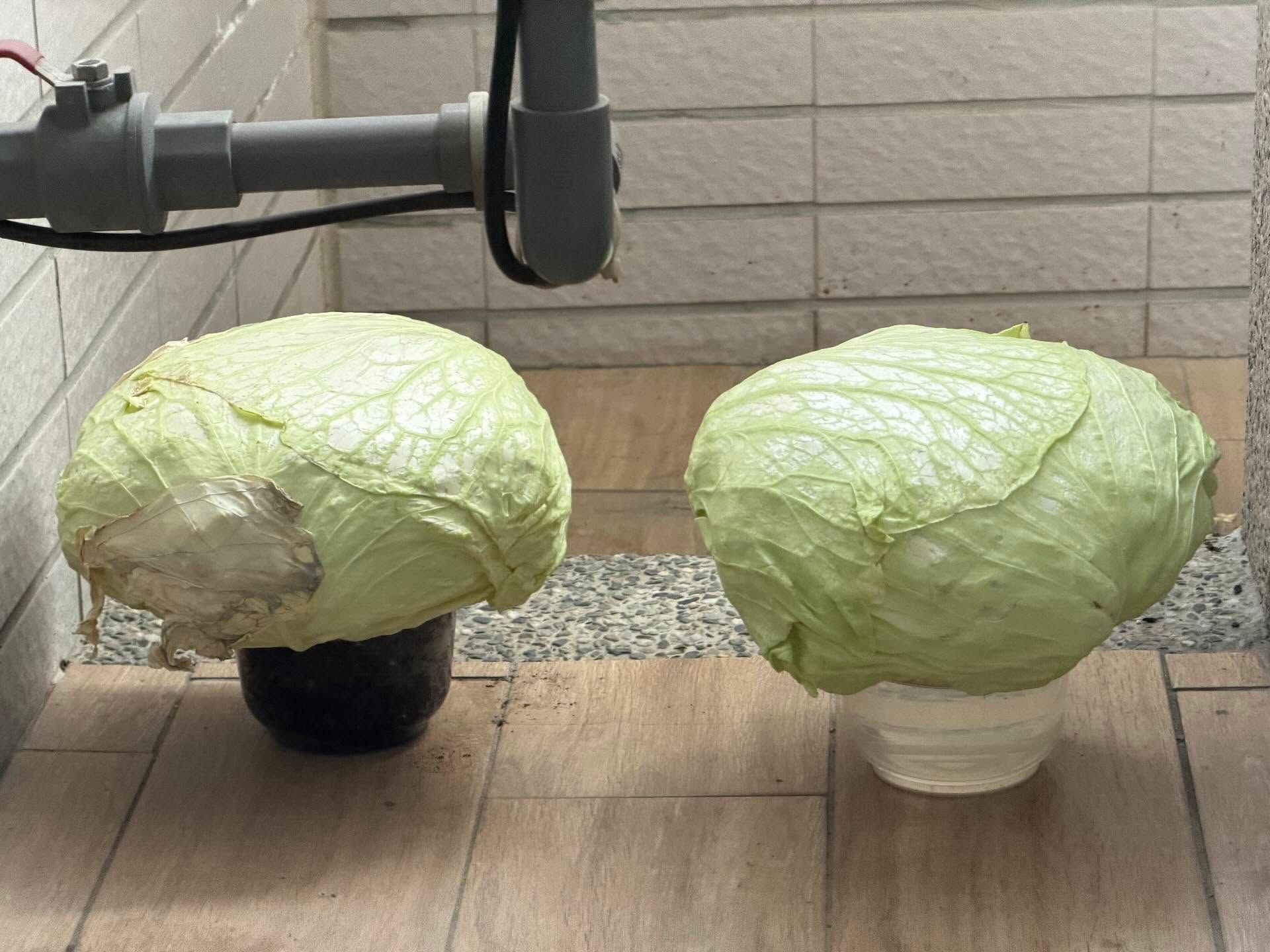 有網友分享，日前家裡高麗菜吃不完，媽媽把一個容器裝水，將高麗菜養在陽台不被太陽直射的地方，結果養了兩周依舊新鮮、清脆。（圖／翻攝自Threads）