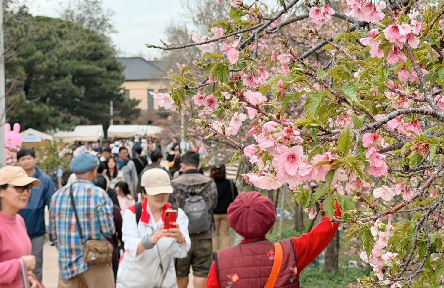 2026新竹市賞花季首週吸引超過3萬人次入園賞花。(圖/新竹市政府提供)