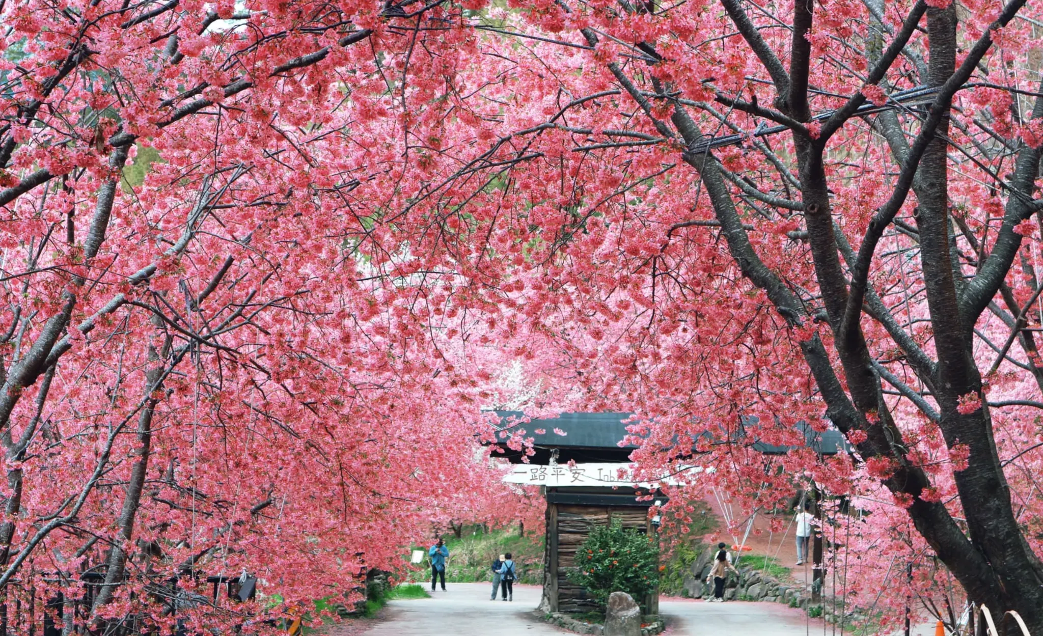 司馬庫斯。（圖／取自Smangus司馬庫斯臉書）