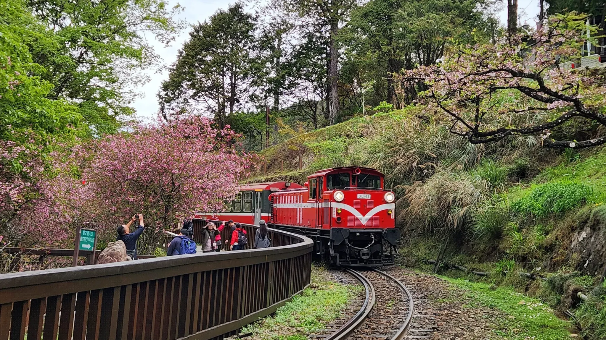 阿里山。（圖／取自中華民國行政院臉書）