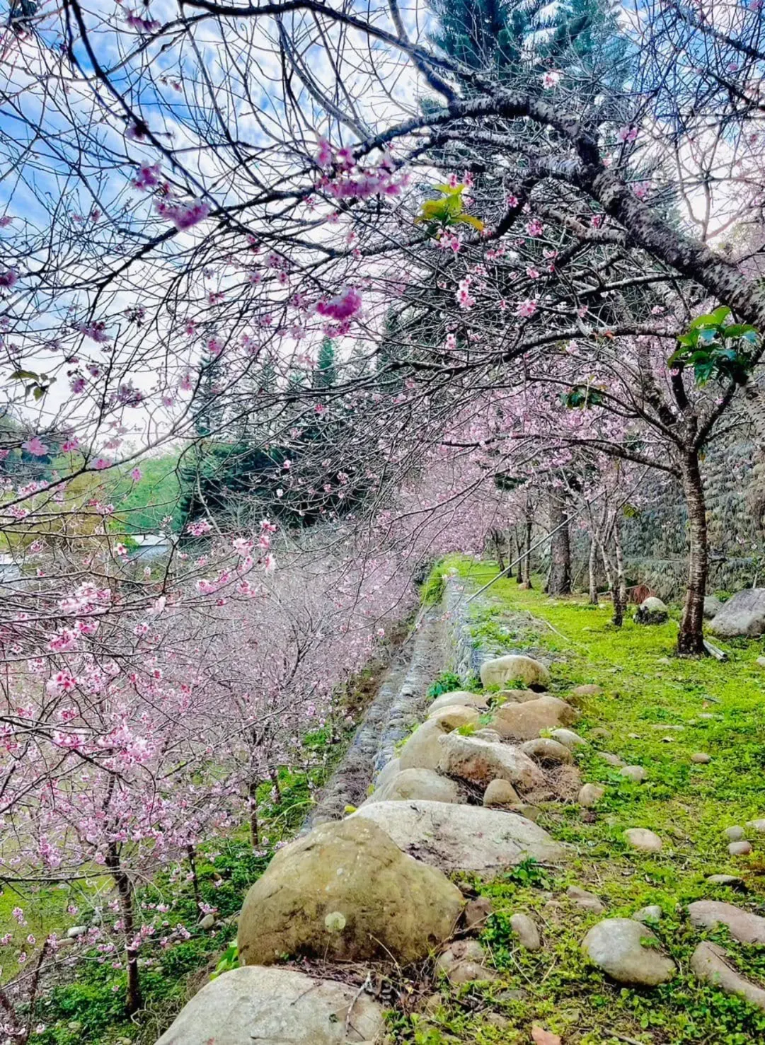 新社櫻花鳥森林。（圖／取自櫻花鳥森林臉書）