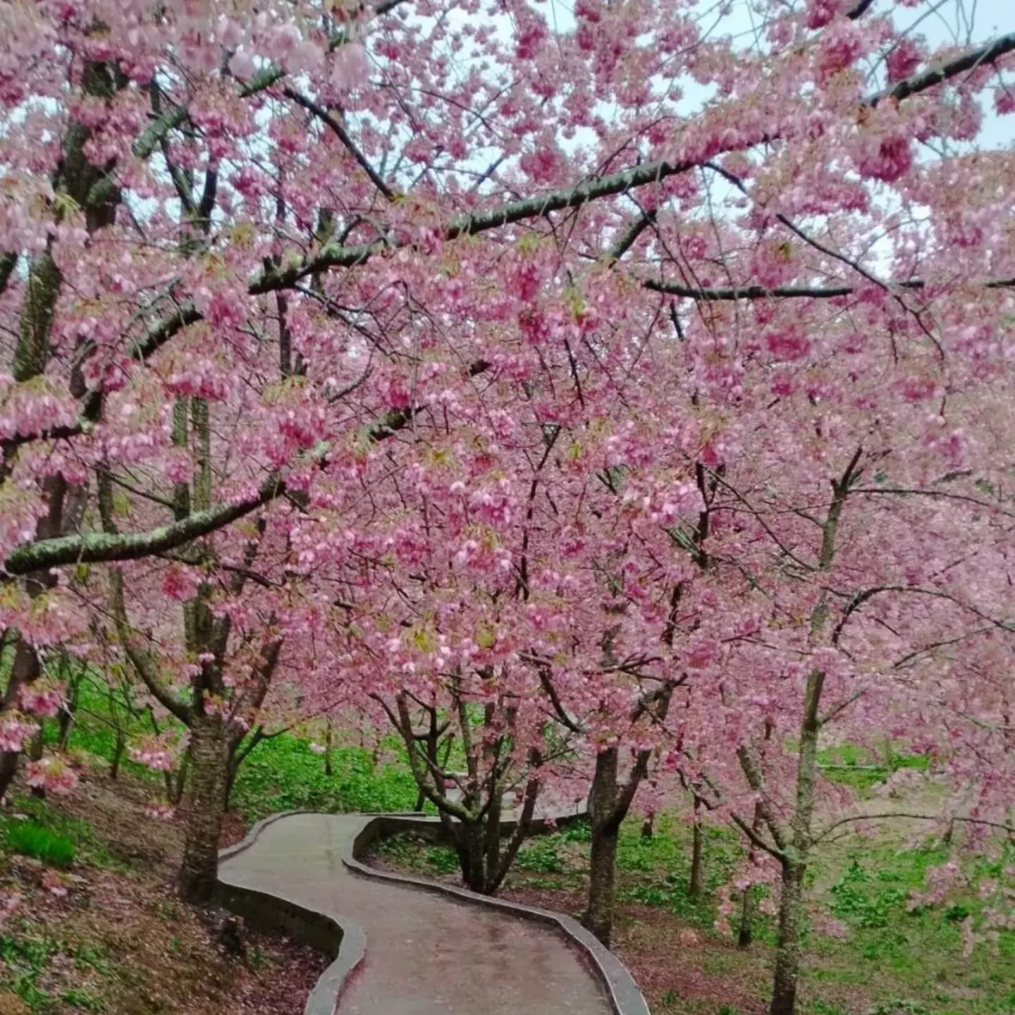 福壽山農場。（圖／取自福壽山農場FushoushanFarm臉書）