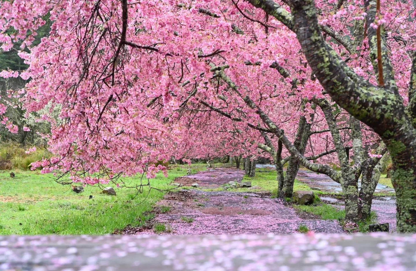 武陵農場。（圖／取自武陵農場 Wuling Farm臉書）