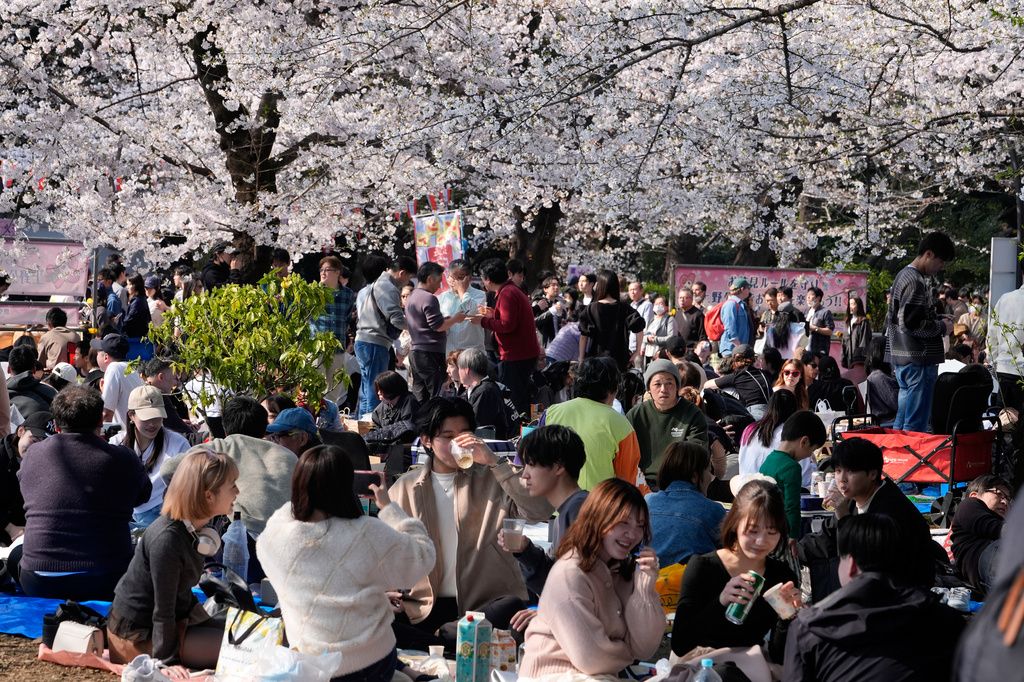 日本東京開始進入每年旅遊熱點的櫻花季時期。（美聯社）