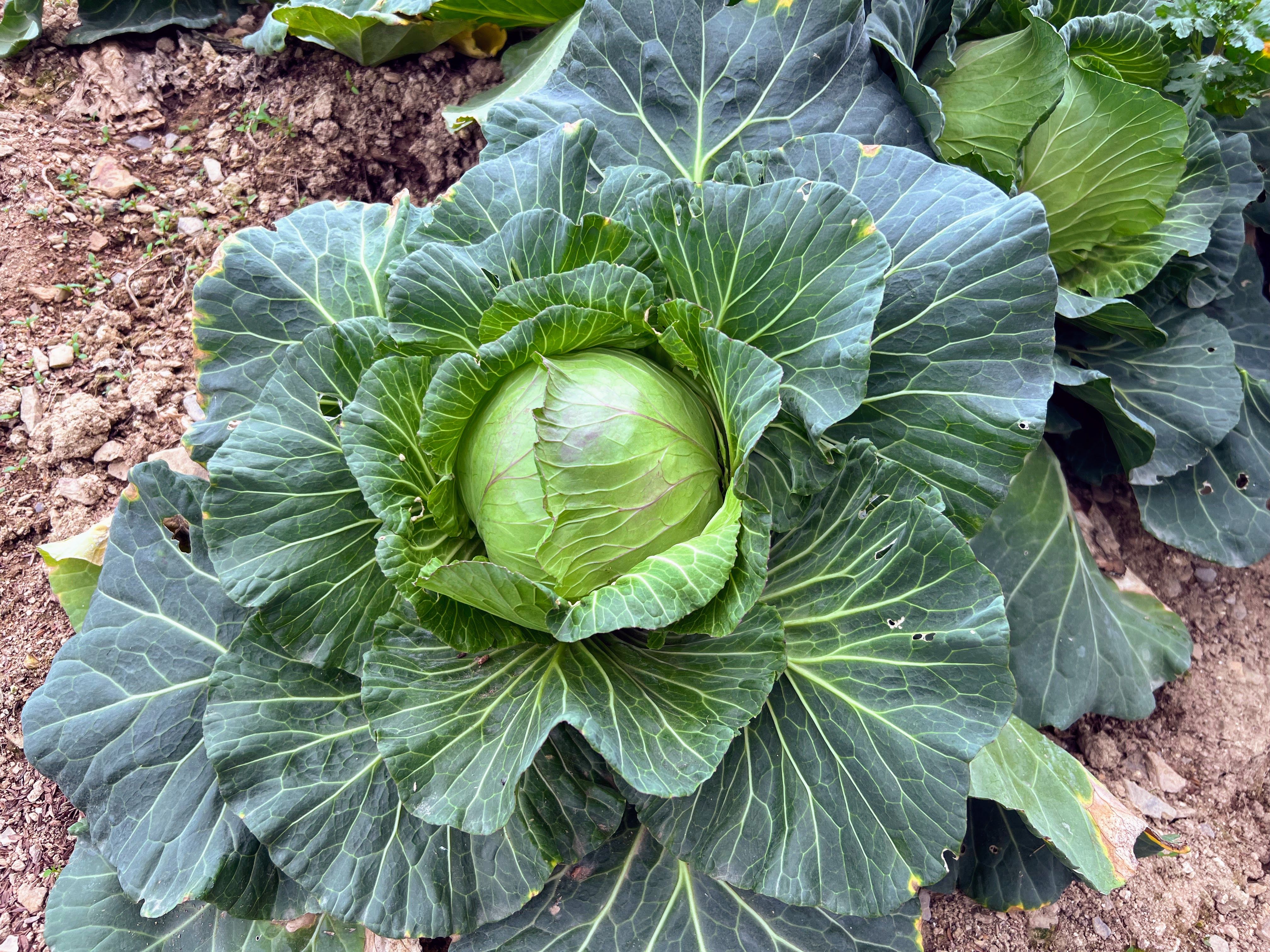 高麗菜，植物學上稱「結球甘藍」，外層葉片顏色較深（多為黃綠、深綠），內層葉片顏色較淡（淡黃、白色）且抱合成球狀。（圖／任性出版提供）