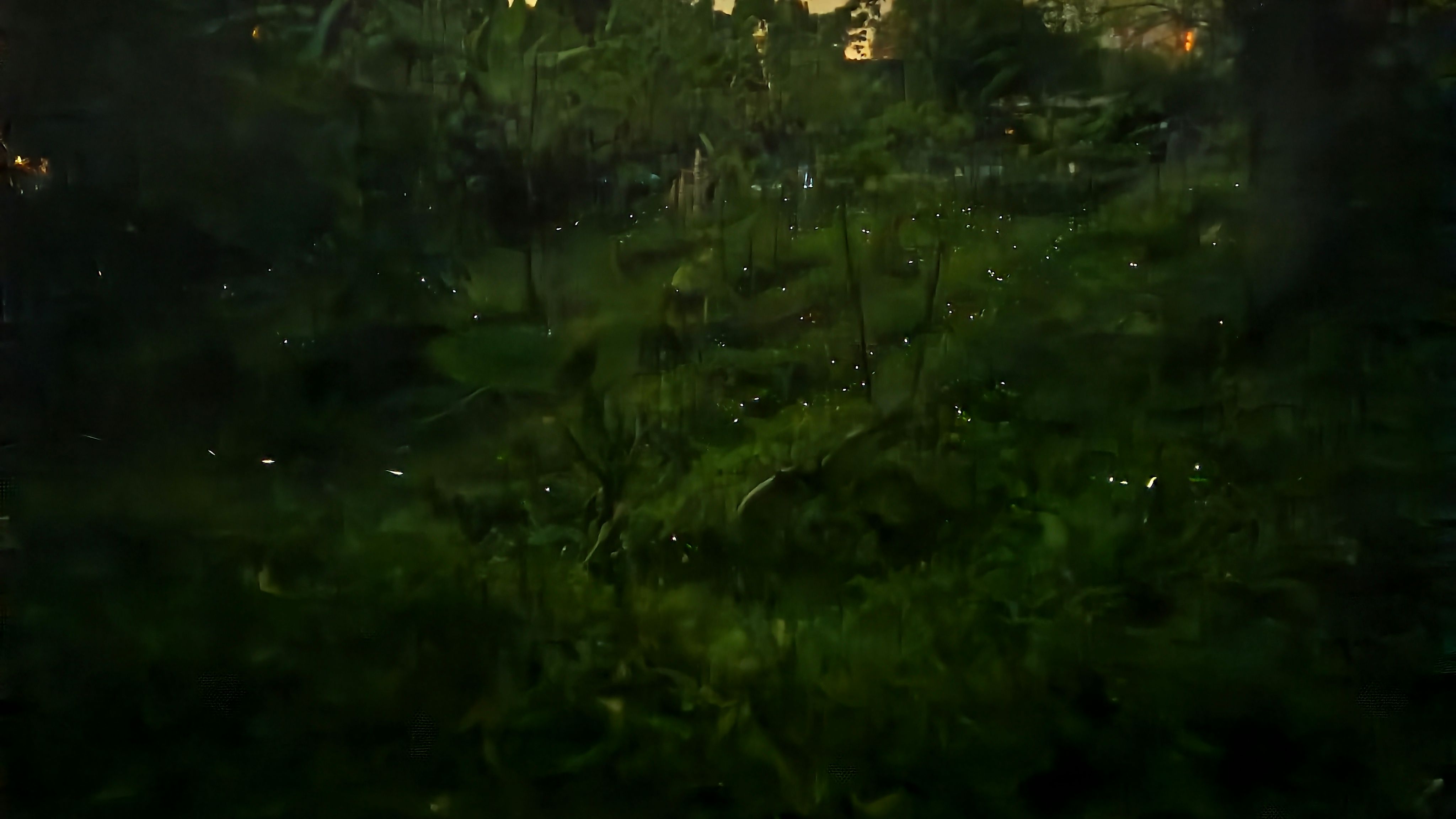 發拉斯生態園區螢火蟲大爆發，入夜後宛如星河灑落山林。（圖/徐炳文攝）