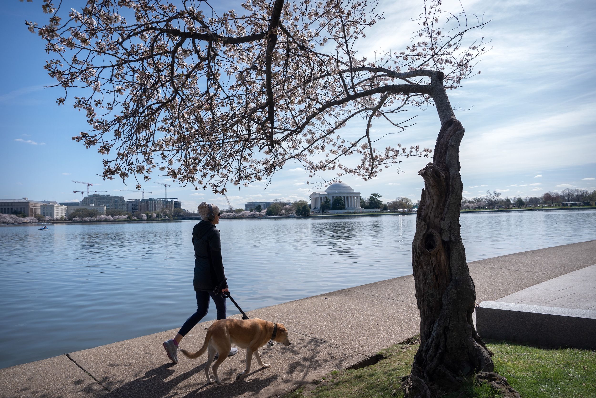 2026年3月24日，美國華盛頓特區，一名女子牽著狗走過湖畔櫻花。（美聯社）