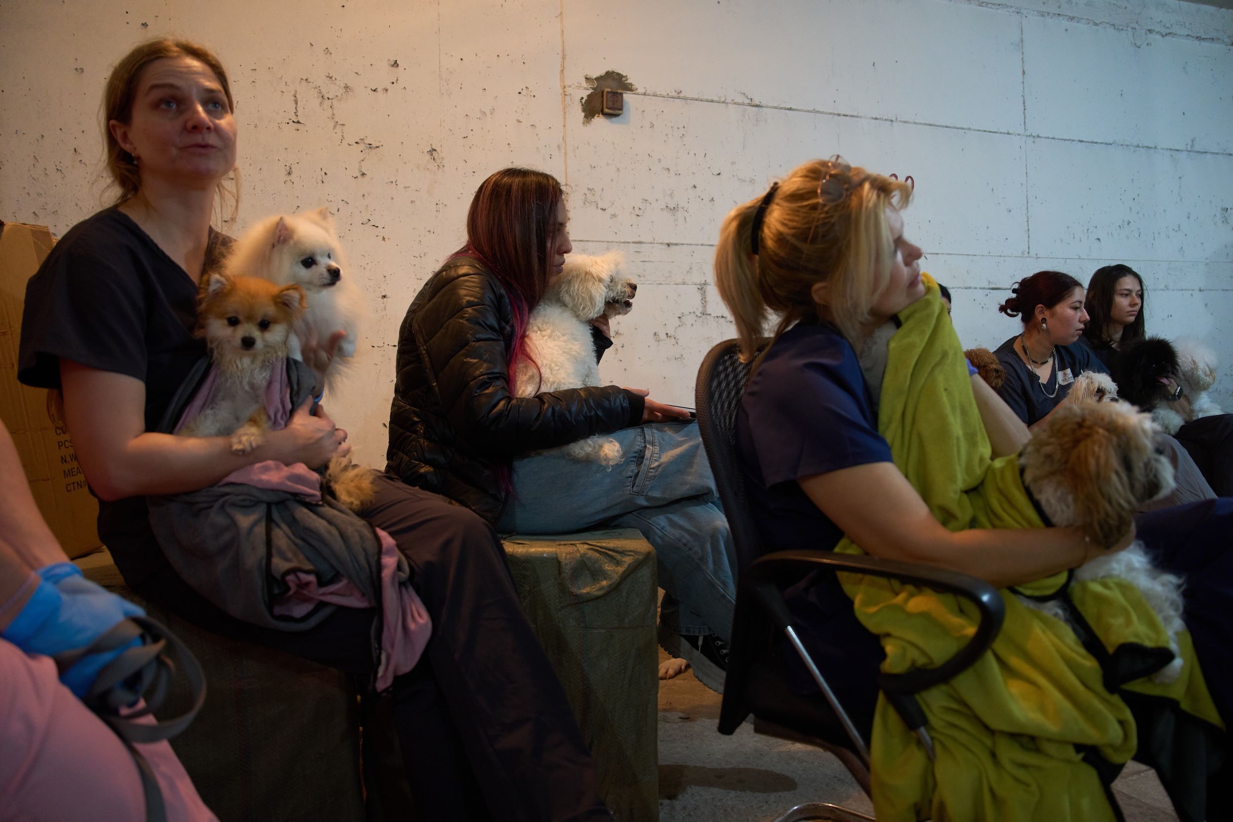 2026年3月25日，以色列拉馬特甘響起空襲警報，寵物美容店的工作人員立刻帶著狗狗躲進防空洞。（美聯社）