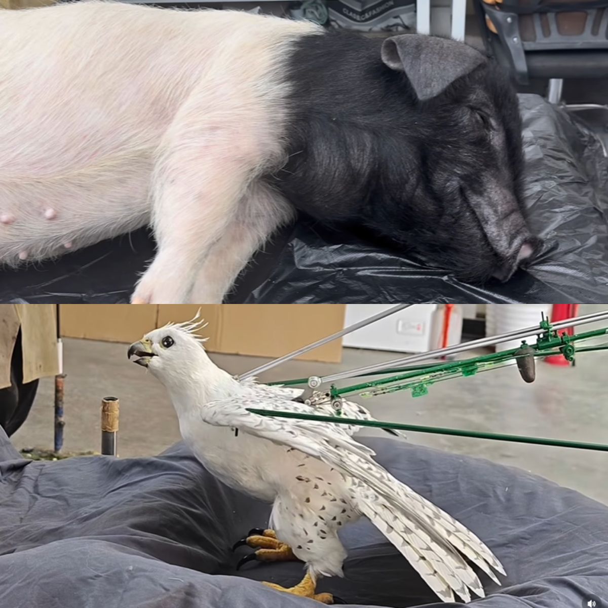 連凱近期在 IG 釋出陸劇《逐玉》幕後花絮，這些動物的內部構造其實相當精密且複雜，基座佈滿了電線與金屬支撐桿。（圖／取自IG@andrew_cinemorphsfx）