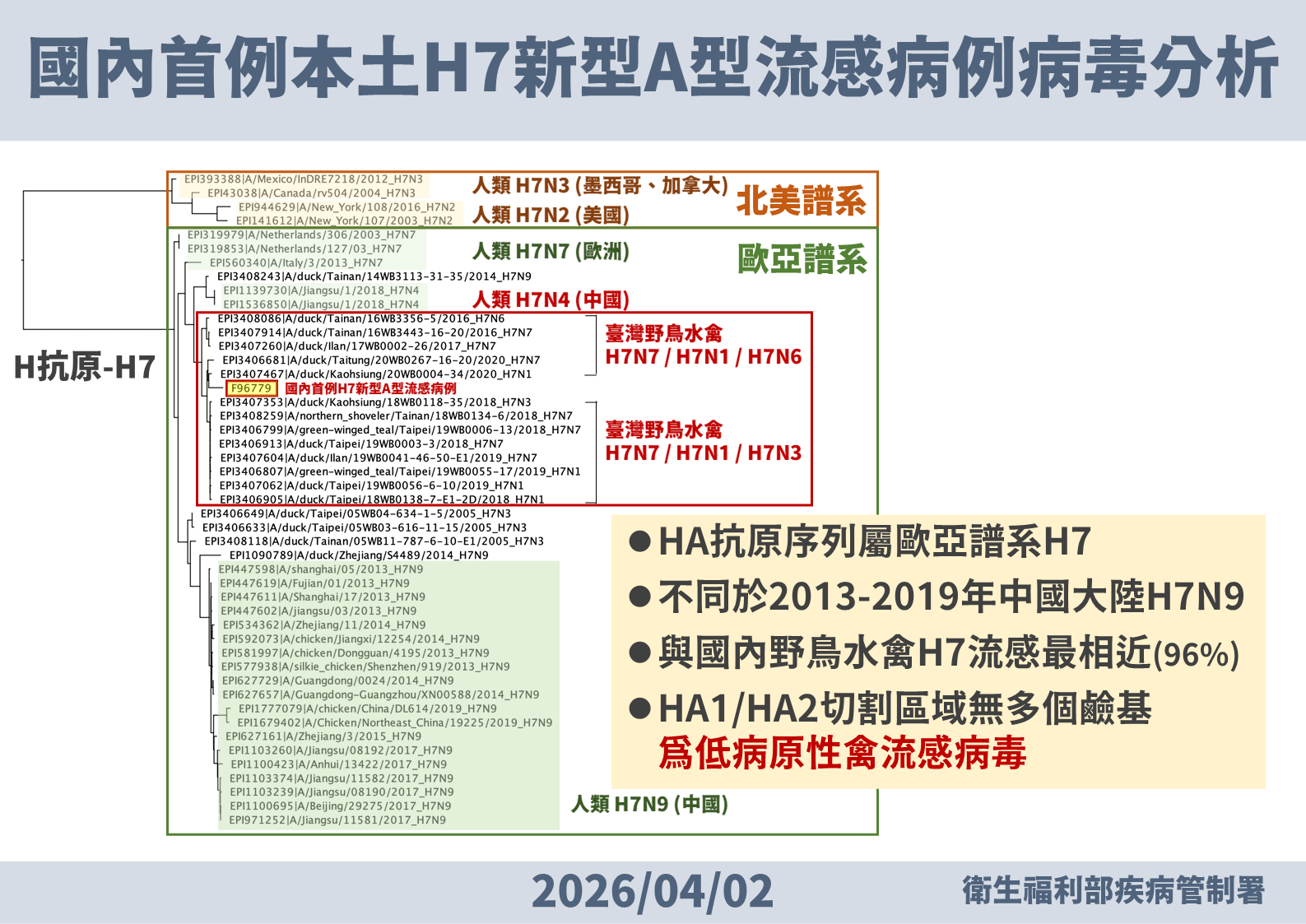 國內檢出A型H7流感病毒，HA抗原序列屬歐亞譜系H7，且為低病原性禽流感病毒。（疾管署提供）