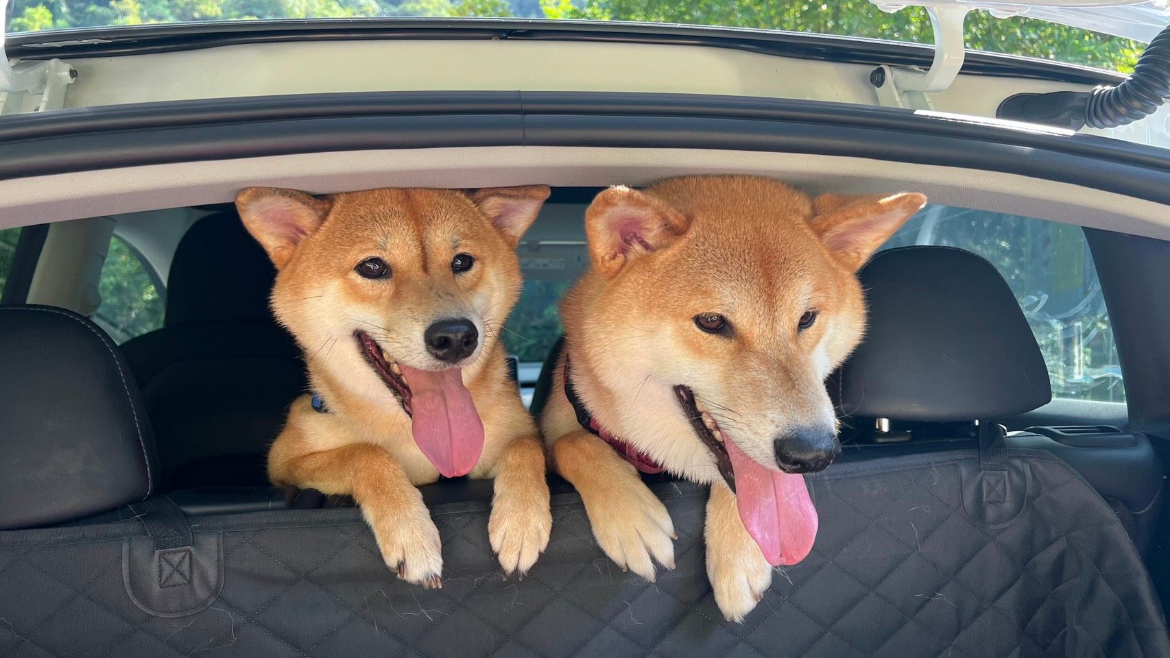 新制上路對毛小孩看病的影響大。