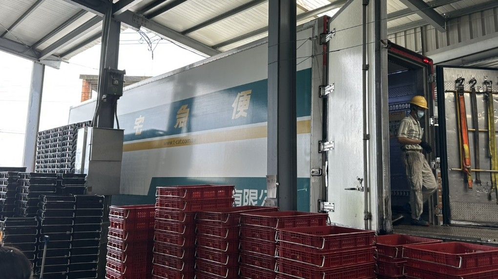 老張果物的物流端與黑貓宅急便合作，在產地設置臨時集貨站，完成包裝後即進入冷鏈配送流程到消費者手中。（圖/老張果物提供）